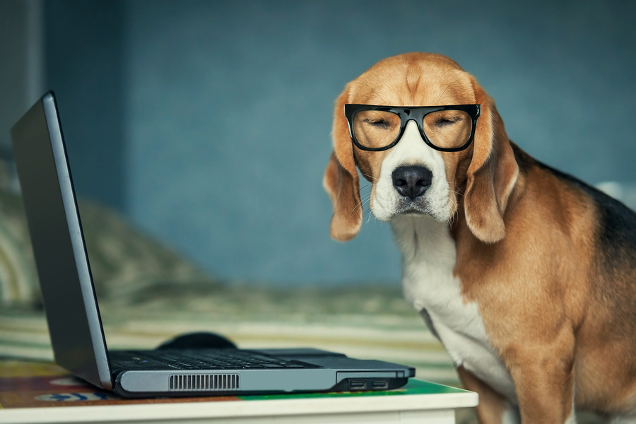 bigstock Sleepy beagle dog in funny gla 59457608